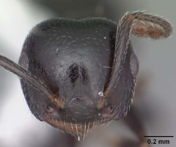 Arboreal ant | Crematogaster ashmeadi photo