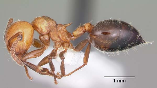 Valentine ant | Crematogaster laeviuscula photo