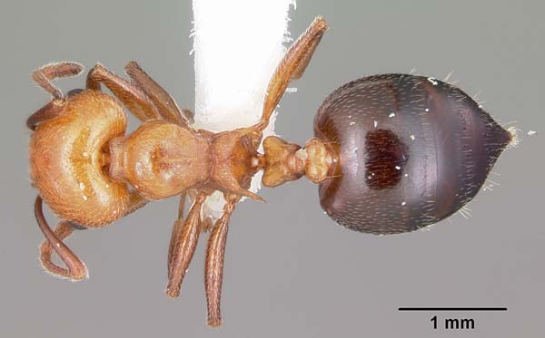 Valentine ant | Crematogaster laeviuscula photo