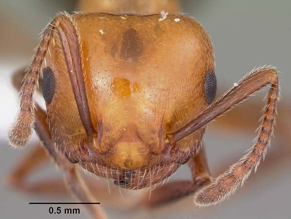 Valentine ant | Crematogaster laeviuscula photo