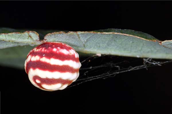 Cynipid gall wasp | Cynips longiventris photo