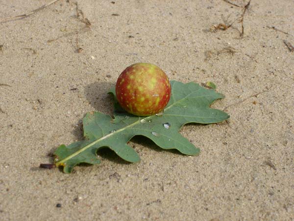 Cynipid gall wasp | Cynips quercusfolii photo