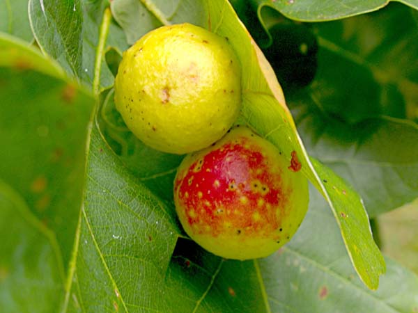 Cynipid gall wasp | Cynips quercusfolii photo