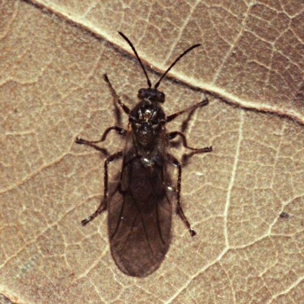 Cynipid gall wasp | Cynips quercusfolii photo