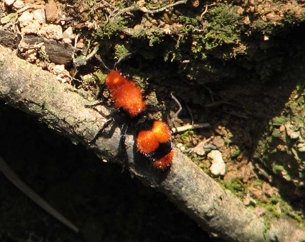 Velvet ant | Dasymutilla occidentalis photo