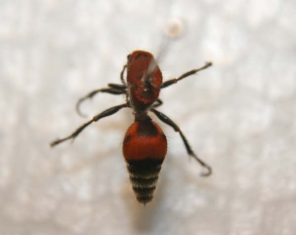 Velvet ant | Dasymutilla occidentalis photo