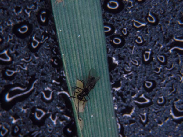 Braconid wasp | Diaeretiella rapae photo