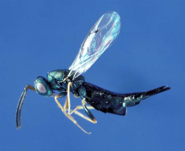 Pteromalid wasp | Dinotiscus dendroctoni photo