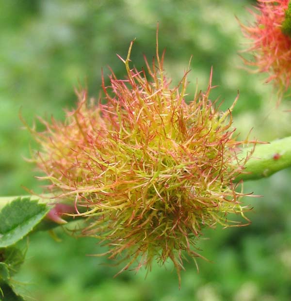 Mossyrose gall wasp | Diplolepis rosae photo