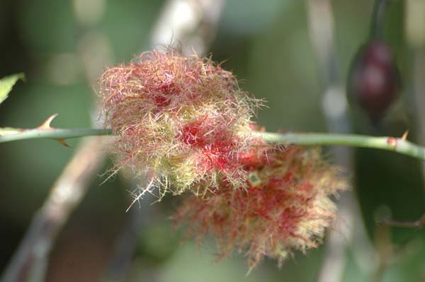 Mossyrose gall wasp | Diplolepis rosae photo