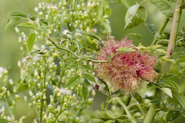 Mossyrose gall wasp | Diplolepis rosae photo