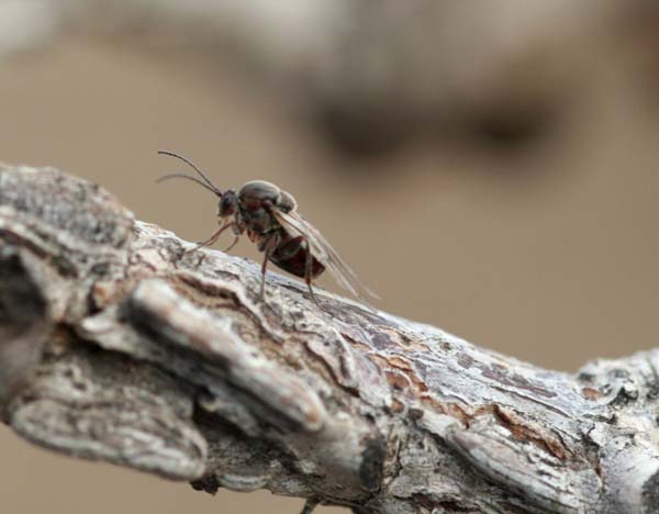 Oak rough bulletgall wasp | Disholcaspis quercusmamma photo