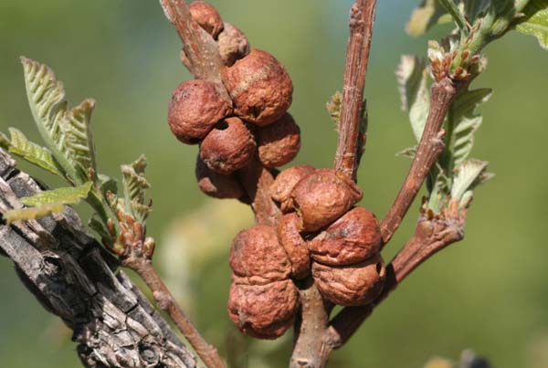 Oak rough bulletgall wasp | Disholcaspis quercusmamma photo