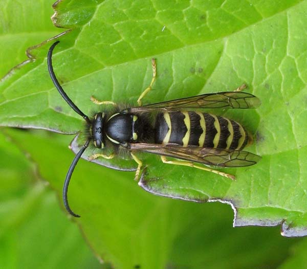 Aerial yellowjacket | Dolichovespula arenaria photo