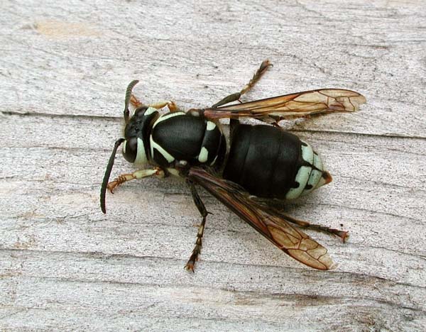 Baldfaced hornet | Dolichovespula maculata photo