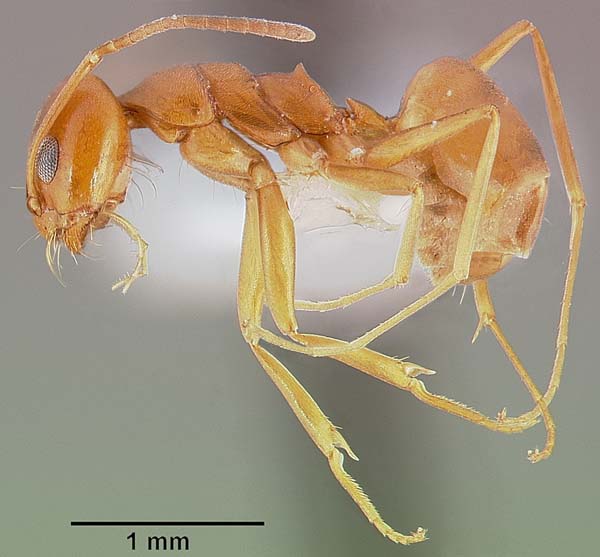 Pyramid ant | Dorymyrmex flavus photo