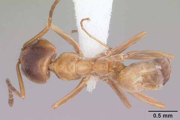 Pyramid ant | Dorymyrmex flavus photo