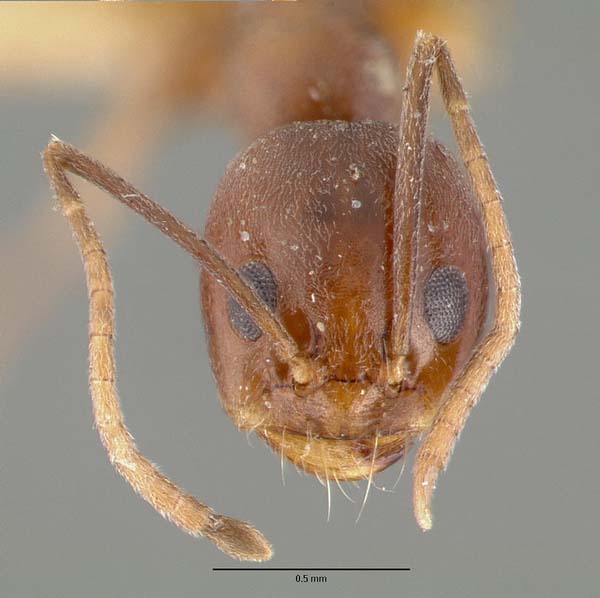 Pyramid ant | Dorymyrmex flavus photo