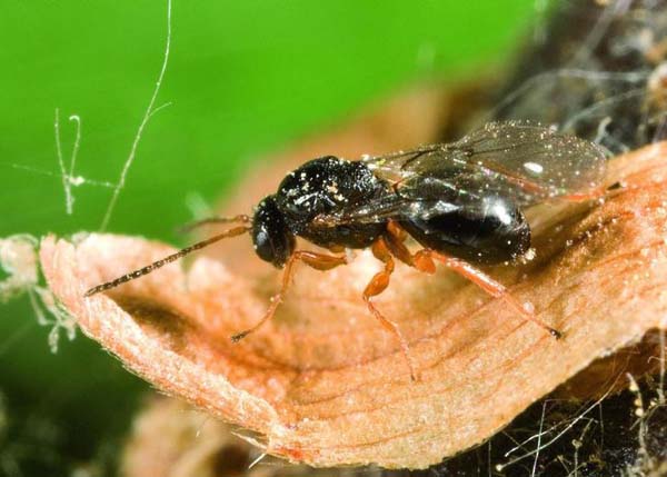 Oriental chestnut gall wasp | Dryocosmus kuriphilus photo