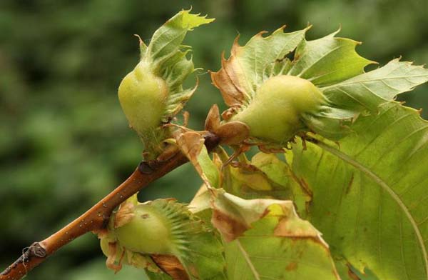 Oriental chestnut gall wasp | Dryocosmus kuriphilus photo