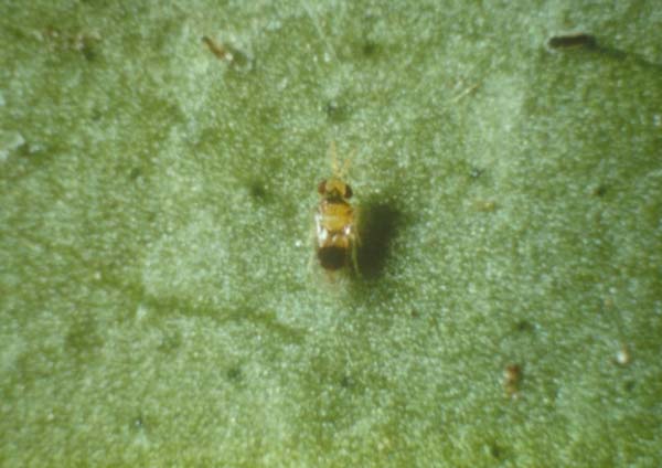 Citrus blackfly parasitoid | Encarsia opulenta photo