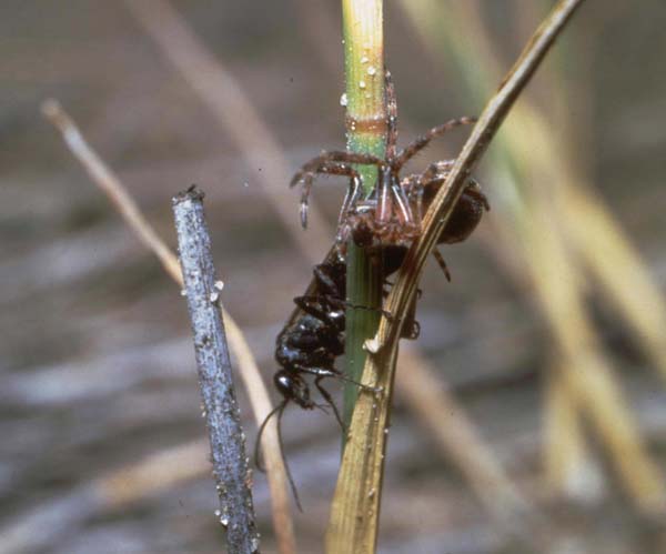Spider wasp | Episyron quinquenotatus photo