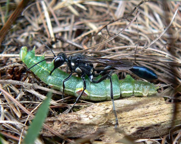 Sphecid wasp | Eremnophila aureonotata photo