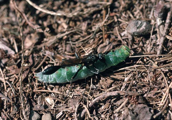 Sphecid wasp | Eremnophila aureonotata photo