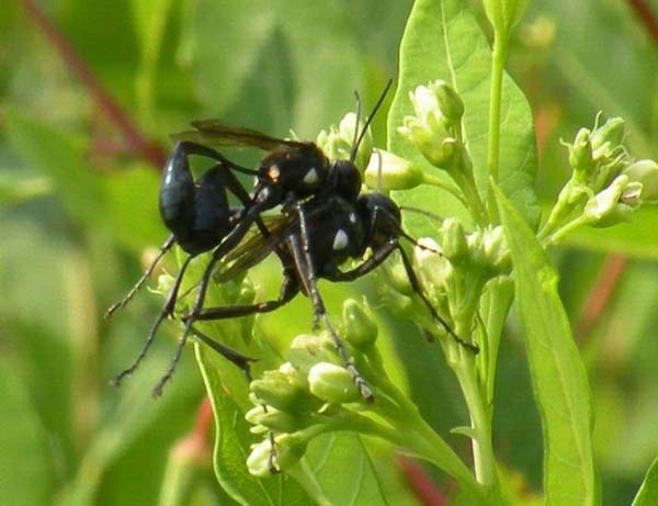 Sphecid wasp | Eremnophila aureonotata photo