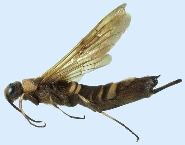 Siricid woodwasp | Eriotremex formosanus photo