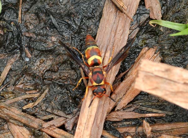 Vespid wasp | Euodynerus crypticus photo