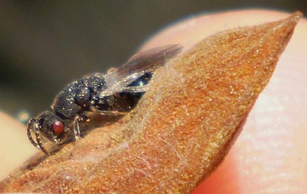 Almond stone wasp | Eurytoma amygdali photo