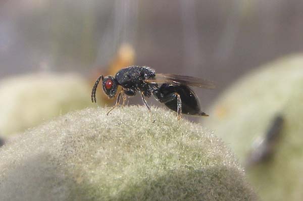 Almond stone wasp | Eurytoma amygdali photo