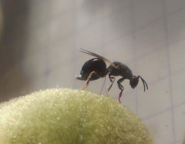 Almond stone wasp | Eurytoma amygdali photo