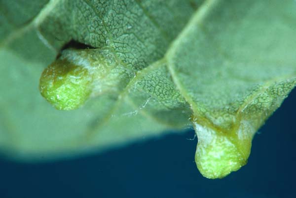 Hackberry nipple gall parasitoid | Eurytoma semivenae photo