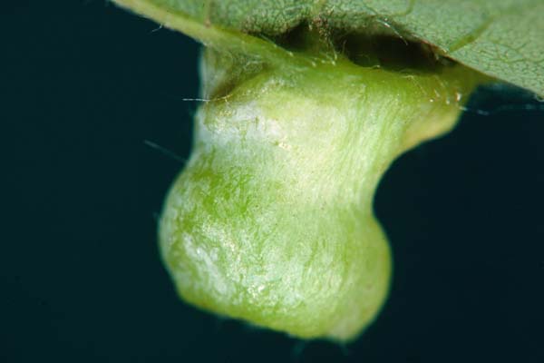 Hackberry nipple gall parasitoid | Eurytoma semivenae photo
