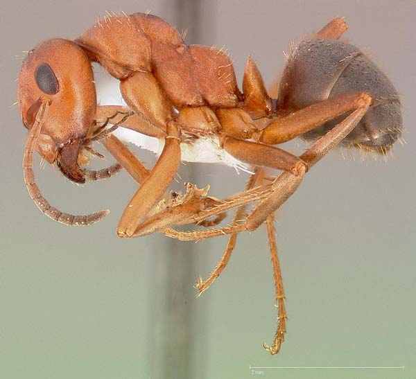 Ant | Formica densiventris photo