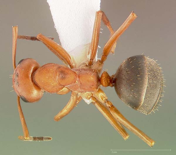 Ant | Formica densiventris photo