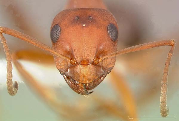 Ant | Formica densiventris photo