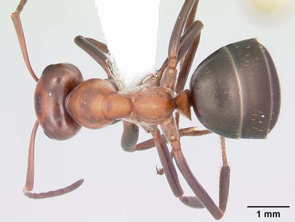 Allegheny mound ant | Formica exsectoides photo