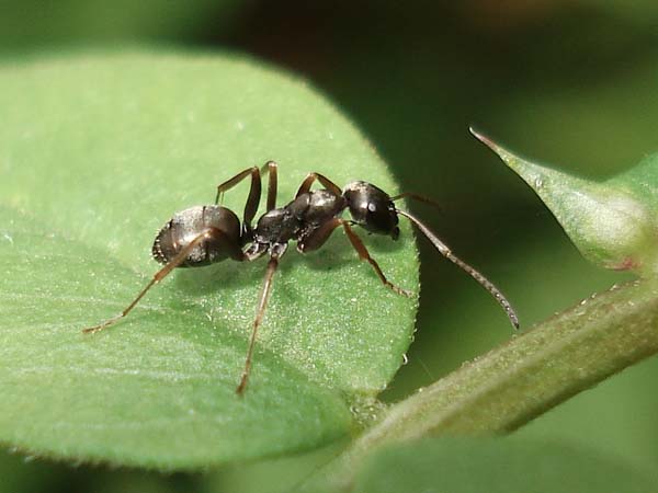 Silky ant | Formica fusca photo