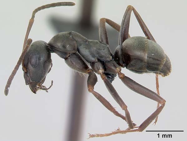 Silky ant | Formica fusca photo