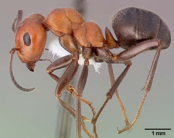 Western thatching ant | Formica obscuripes photo