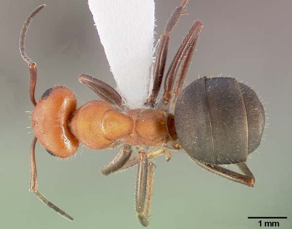 Western thatching ant | Formica obscuripes photo