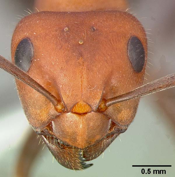 Western thatching ant | Formica obscuripes photo
