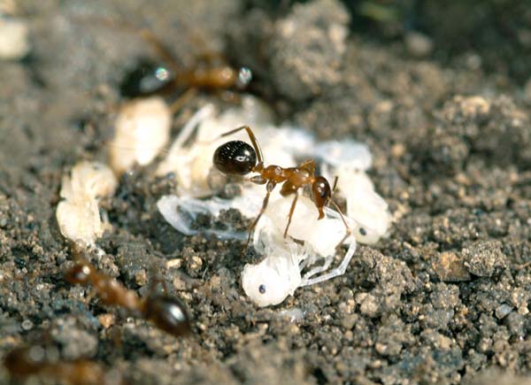 Red ant | Formica pallidefulva photo