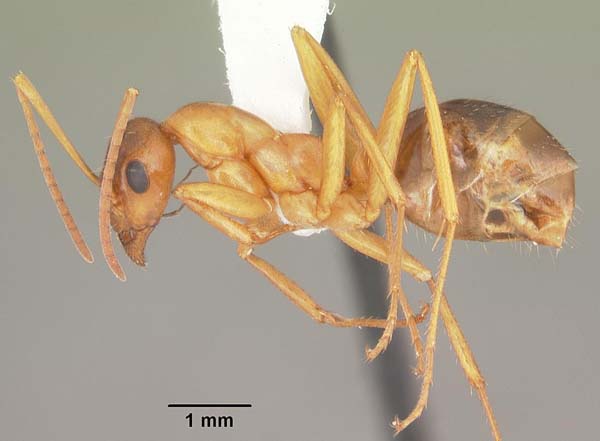 Red ant | Formica pallidefulva photo