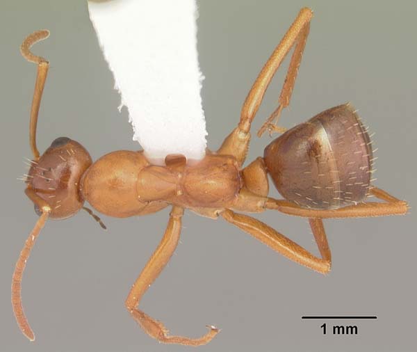 Red ant | Formica pallidefulva photo
