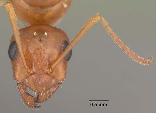 Red ant | Formica pallidefulva photo