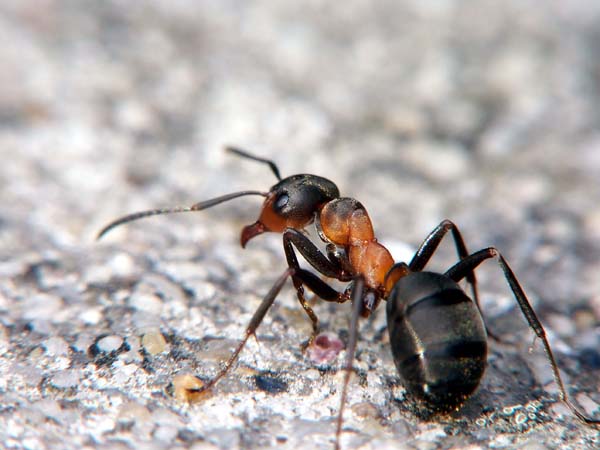 Red wood ant | Formica rufa photo